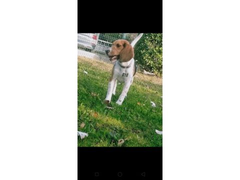 15 aylık güzeller güzeli beagle kraliçem saf kan