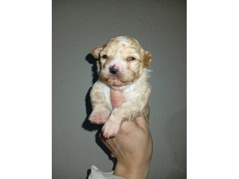 Dişi ve erkek 20 günlük rezerve açık bebiş maltipoo köpekler