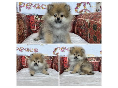 Pomeranian köpeğimiz