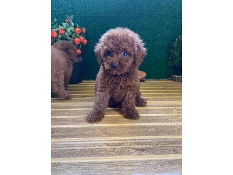 Toy poodle bebekleri referans yavru