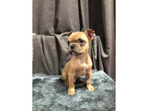 Fawn french bulldog yavrumuz