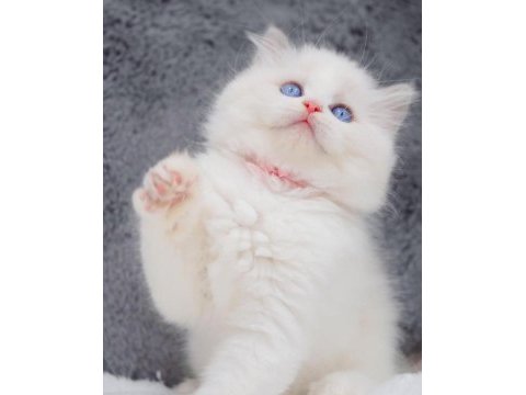 İpeksi tüylü silver british longhair 