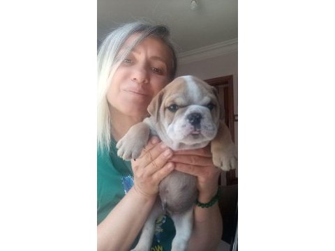 Sevimli yaramazlar ingiliz bulldog bebeklerimiz