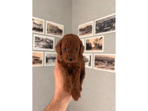 Safkan red brown toy poodle