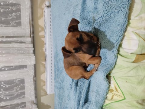 3 aylık iç dış parazit aşısı yapılmıştır terrier melezi
