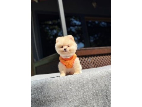 Sağlık ve ırk garantili pomeranian