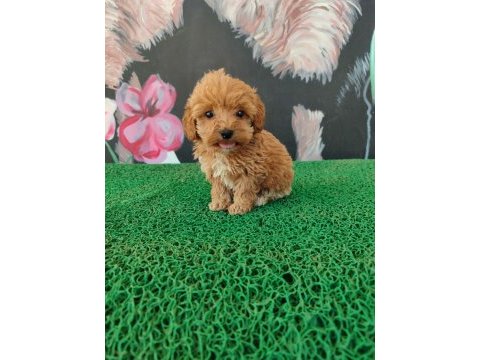 A kalite sağlık ırk garantili maltipoo yavrularım