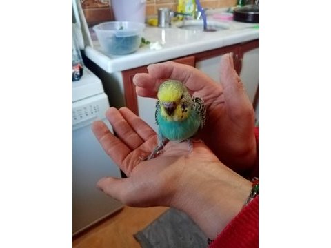 Ele alıştırmalık muhabbet kuşu yavrular