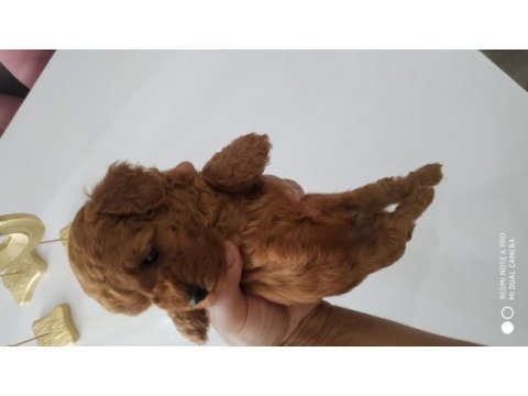 Toy poodle kore mini boy