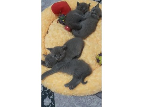 British shorthair gri yavrular