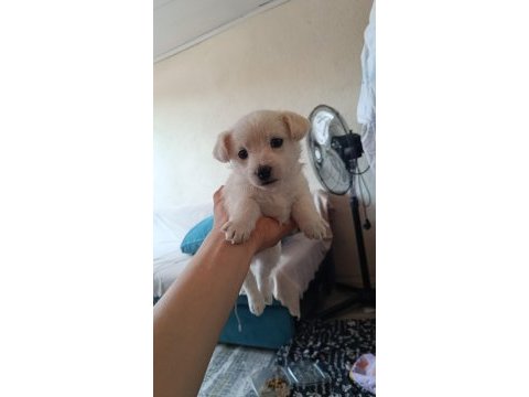 0 numara maltese terrier yavrusu