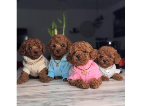 Red brown toy boy poodle yavrular 