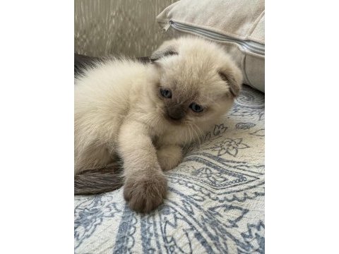 Scottish fold blue point mavi gözlü