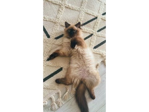 Acil mama karşılığında verilecek birman kedisi