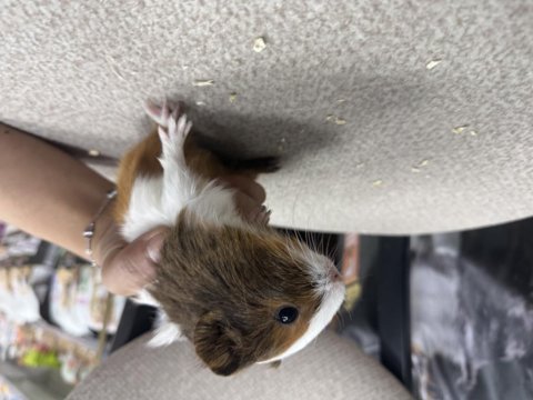 Ginepig yavruları citypetshop
