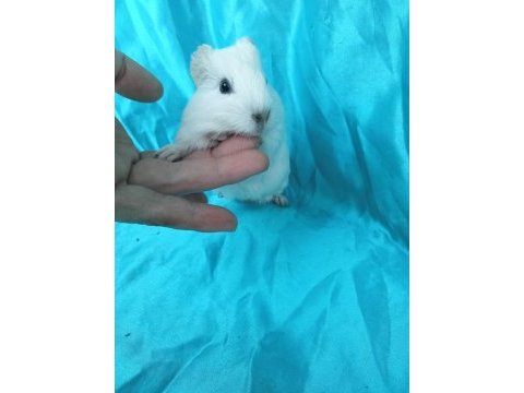 Amerikan erkek ve dişi ginepig yavru