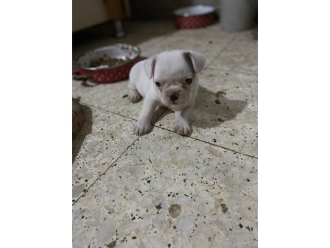 45 günlük fransız dişi merle bulldog