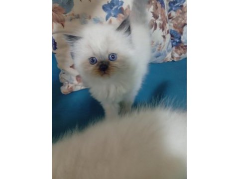 50 günlük british shorthair bebekler