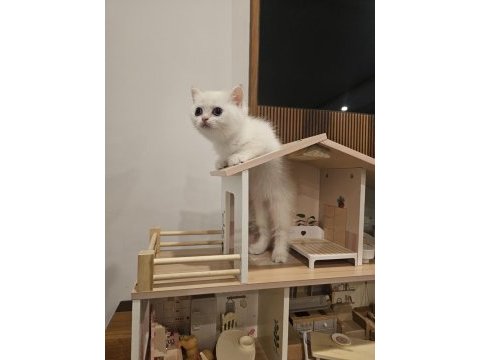 British shorthair ny12 33 dişi kedimiz