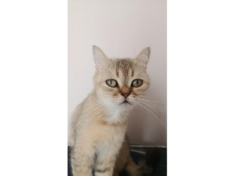 Turuncu british longhair ücretsiz