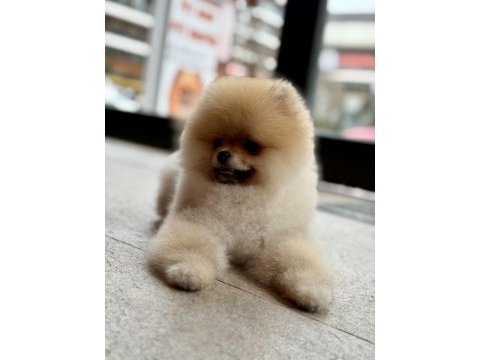 Teddy bear safkan pomeranian boo
