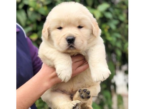 Golden retriever puppy