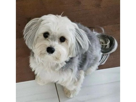 Çok sevecen uysal köpeğimiz