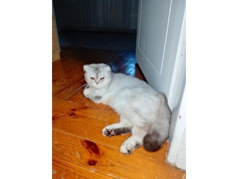 Scottish fold 1.5 yaşında