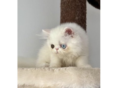 Kedimiz için arayarak bilgi alın mesajlar ciddiye alınmaz