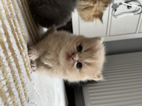 Yumurcak doll face persian yavruları