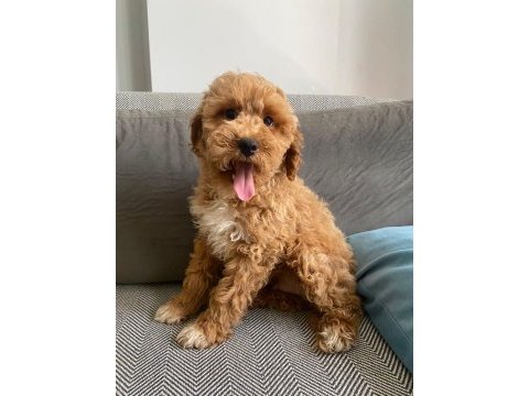 Maltipoo bebeklerimiz