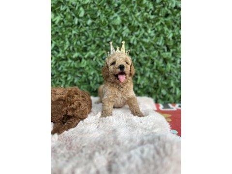 Toy poodle bebişler