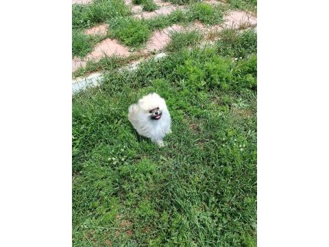 Pomeranian boo köpeği