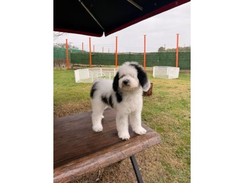 Petmode köpek çiftliğinden xl poodle yavrular
