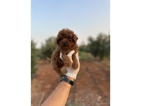 Sağlık ve ırk garantili toy poodle yavrularımız 