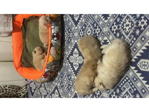 Spitz yavrularımıza yuva arıyoruz