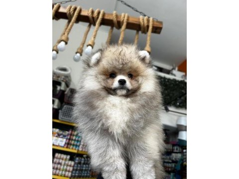 3.5 aylık dişi pomeranian köpeğimiz