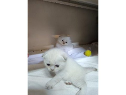 Scottish fold yavrular