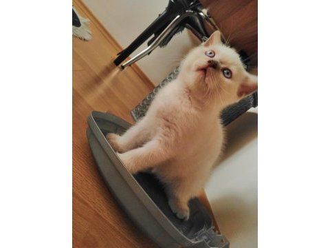 Muhteşem british shorthair blue point yavrularımız