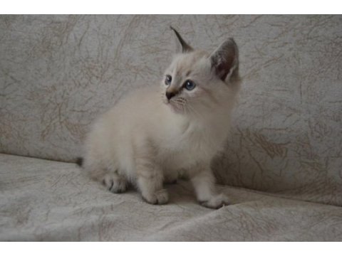 Blue point british shorthair kardeşler