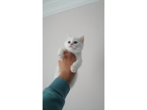 British shorthair bebekleri