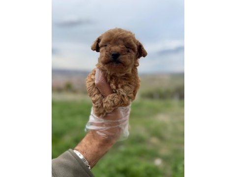 Türkiyenin en güzel poodle