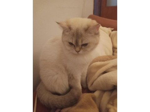 British shorthair kızıma yuva arıyorum