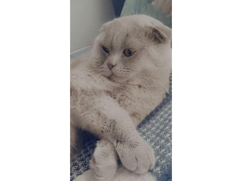 Yavru scottish fold