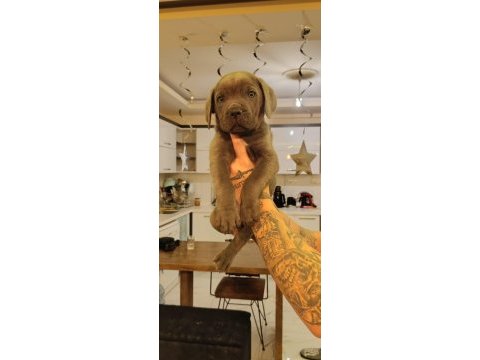 Cane corso bebekler