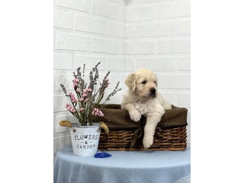 Golden retriever adrese teslim hizmetimiz vardır