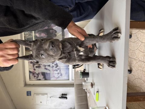 Antik miras cane corso yavrusu