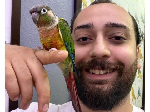 Konur papağanı full evcil eğitimli konuşan