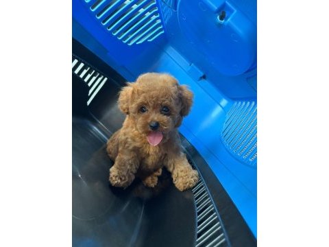Sağlık garantili toy poodle yavrular