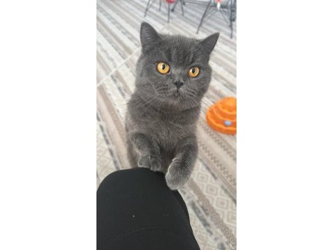 Çok akıllı elit sevecen asil bir kedidir